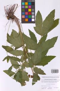 Таволга вязолистная (L.) Maxim., Восточная Европа, Московская область и Москва (E4a) (Россия)