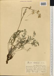 Конский фенхель Ледебура (G.Don) J.H.Xue, Chepinoga & K.P.Ma, Восточная Европа, Восточный район (E10) (Россия)