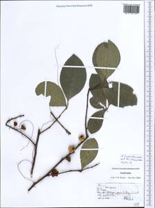 Euphorbiaceae, Зарубежная Азия (ASIA) (Индия)