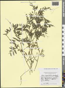 Горошек черный Ehrh., Кавказ, Ставропольский край, Карачаево-Черкесия, Кабардино-Балкария (K1b) (Россия)