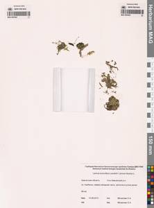 Ряска трехдольная L., Сибирь, Чукотка и Камчатка (S7) (Россия)