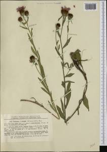 Centaurea oxylepis (Wimm. & Grab.) Hayek, Западная Европа (EUR) (Румыния)