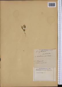 Золототысячник красивый (Sw.) Druce, Восточная Европа, Эстония (E2c) (Эстония)