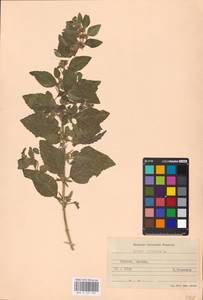 MHA 0 157 994, Мята полевая L., Восточная Европа, Южно-Украинский район (E12) (Украина)