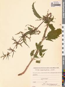 Urtica dioica var. holosericea Fr., Сибирь, Чукотка и Камчатка (S7) (Россия)