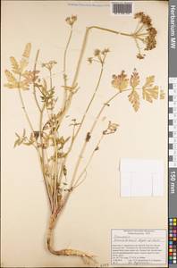 Семеновия заилийская Regel & Herder, Средняя Азия и Казахстан, Северный и Центральный Тянь-Шань (M4) (Киргизия)