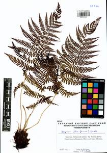 Кочедыжник женский (L.) Roth, Сибирь, Прибайкалье и Забайкалье (S4) (Россия)