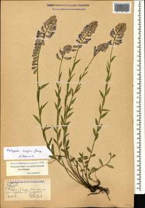 Истод большой Jacq., Кавказ, Ставропольский край, Карачаево-Черкесия, Кабардино-Балкария (K1b) (Россия)