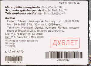 Marsupella emarginata (Ehrh.) Dumort., Гербарий мохообразных, Мхи - Красноярский край, Тыва и Хакасия (B17) (Россия)
