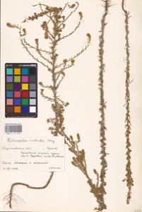 Sedobassia sedoides (Pall.) Freitag & G. Kadereit, Восточная Европа, Нижневолжский район (E9) (Россия)