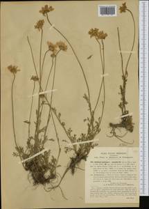 Anthemis cretica subsp. saxatilis (DC.) R. Fern., Западная Европа (EUR) (Италия)