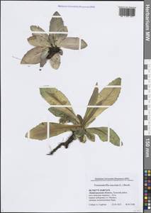 Trommsdorffia maculata (L.) Bernh., Восточная Европа, Северо-Западный район (E2) (Россия)