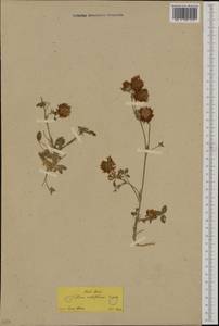 Trifolium physodes Steven ex M.Bieb., Западная Европа (EUR) (Греция)