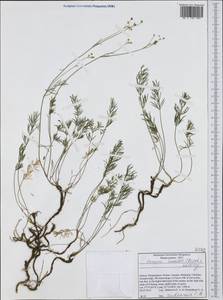 Carum meoides (Griseb.) Halácsy, Западная Европа (EUR) (Греция)