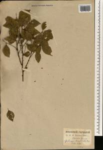 Celtis sinensis Pers., Зарубежная Азия (ASIA) (Япония)