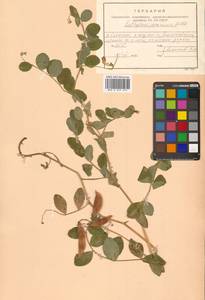 Lathyrus japonicus var. maritimus (L.) J.T.Kartesz & Gandhi, Сибирь, Дальний Восток (S6) (Россия)