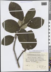 Тополь душистый Fisch., Сибирь, Якутия (S5) (Россия)