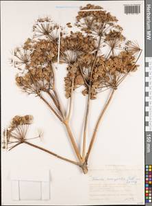 Ферула джунгарская Pall. ex Schult., Сибирь, Алтай и Саяны (S2) (Россия)