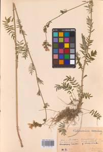 Синюха голубая L., Восточная Европа, Московская область и Москва (E4a) (Россия)