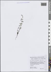 Липучка промежуточная (Ledeb.) Popov, Сибирь, Прибайкалье и Забайкалье (S4) (Россия)