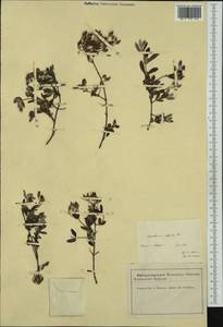 Halimium lasianthum subsp. alyssoides (Lam.) Greuter, Западная Европа (EUR) (Франция)
