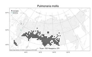 Pulmonaria mollis, Медуница мягкая Wulfen ex Hornem., Атлас флоры России (FLORUS) (Россия)