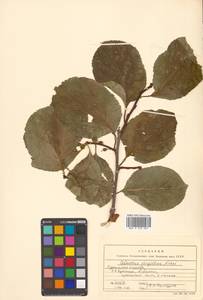 Древогубец круглолистный Thunb., Сибирь, Дальний Восток (S6) (Россия)