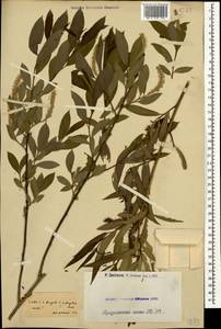 Salix × rubens Schrank, Кавказ, Армения (K5) (Армения)
