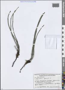 Хвощ зимующий L., Восточная Европа, Белоруссия (E3a) (Белоруссия)