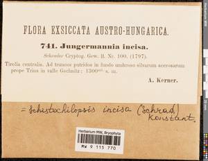 Schistochilopsis incisa (Schrad.) Konstant., Гербарий мохообразных, Мхи - Западная Европа (BEu) (Австрия)
