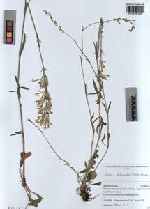 KUZ 004 029, Смолевка зеленоцветковая (Willd.) Ehrh., Сибирь, Алтай и Саяны (S2) (Россия)