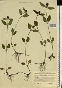 Черноголовка обыкновенная L., Восточная Европа, Московская область и Москва (E4a) (Россия)