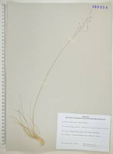 Ковылечек альпийский (F.Schmidt) Sipliv., Сибирь, Дальний Восток (S6) (Россия)