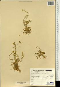 Schimpera arabica Hochst. & Steud. ex Steud., Зарубежная Азия (ASIA) (Иран)