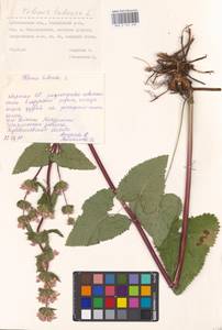 MHA 0 154 232, Зопничек клубненосный (L.) Moench, Восточная Европа, Средневолжский район (E8) (Россия)