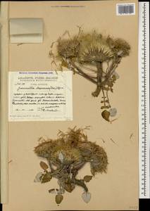 Jurinea moschus subsp. moschus, Кавказ, Грузия (K4) (Грузия)