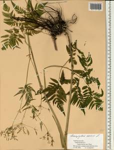 Бутень золотистый L., Восточная Европа, Центральный лесостепной район (E6) (Россия)