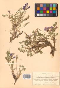 Остролодочник выставляющийся Jurtzev, Сибирь, Чукотка и Камчатка (S7) (Россия)