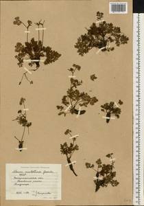 Mutellina adonidifolia (J. Gay) Gutermann, Восточная Европа, Западно-Украинский район (E13) (Украина)