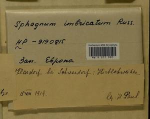 Sphagnum imbricatum Hornsch. ex Russow, Гербарий мохообразных, Мхи - Западная Европа (BEu) (Германия)