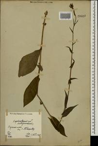 Lactuca quercina subsp. quercina, Восточная Европа, Северо-Украинский район (E11) (Украина)