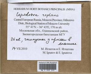 Lepidozia reptans (L.) Dumort., Гербарий мохообразных, Мхи - Москва и Московская область (B6a) (Россия)
