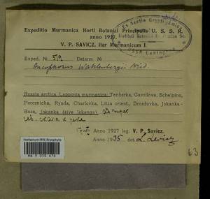 Brideliella wahlenbergii (Brid.) Fedosov, M. Stech & Ignatov, Гербарий мохообразных, Мхи - Карелия, Ленинградская и Мурманская области (B4) (Россия)