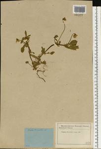 Фиалка трехцветная, Анютины глазки L., Восточная Европа, Московская область и Москва (E4a) (Россия)