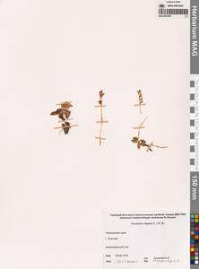 Гудайера ползучая (L.) R.Br., Сибирь, Дальний Восток (S6) (Россия)