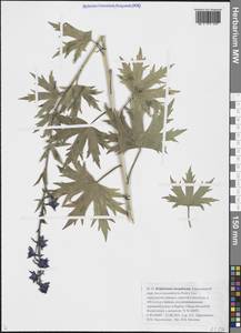 Живокость шерстистая (Huth) Sambuk, Сибирь, Прибайкалье и Забайкалье (S4) (Россия)