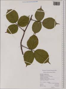 Rubus nigricans Danthoine, Западная Европа (EUR) (Германия)