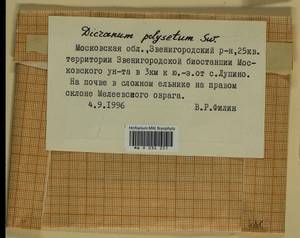 Dicranum polysetum Sw., Гербарий мохообразных, Мхи - Москва и Московская область (B6a) (Россия)