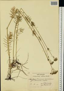 Valeriana pratensis subsp. angustifolia (Soó) Kirschner, Buttler & Hand, Восточная Европа, Молдавия (E13a) (Молдавия)