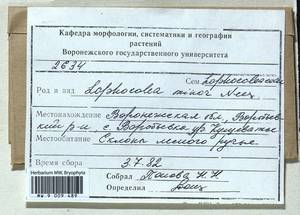 Lophocolea minor Nees, Гербарий мохообразных, Мхи - Центральное Черноземье (B10) (Россия)